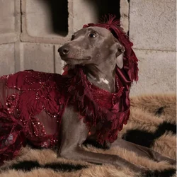 Vestido con encaje y lentejuelas para Galgo Italiano y Whippet