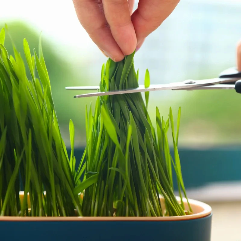 Caja hidropónica para plantar hierba gatera y tazón de cultivo - imagen 3