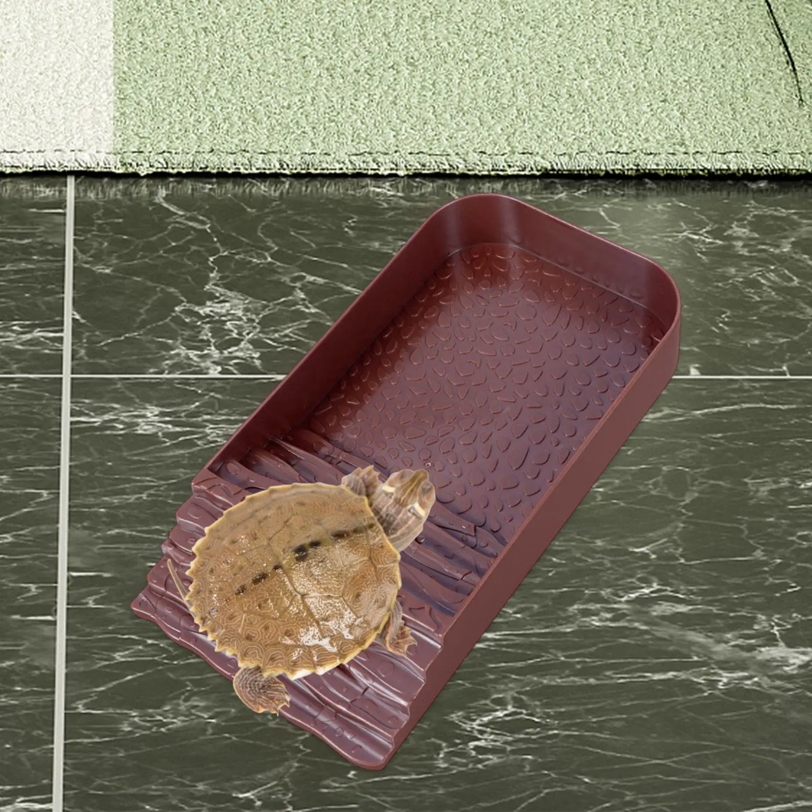Plato de agua para tortuga en uso