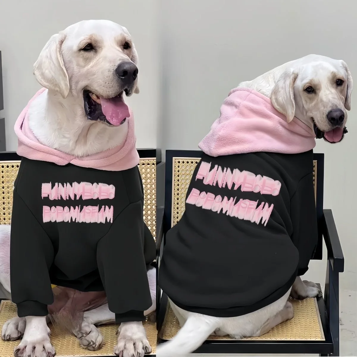 Perro de raza Golden Retriever con la sudadera