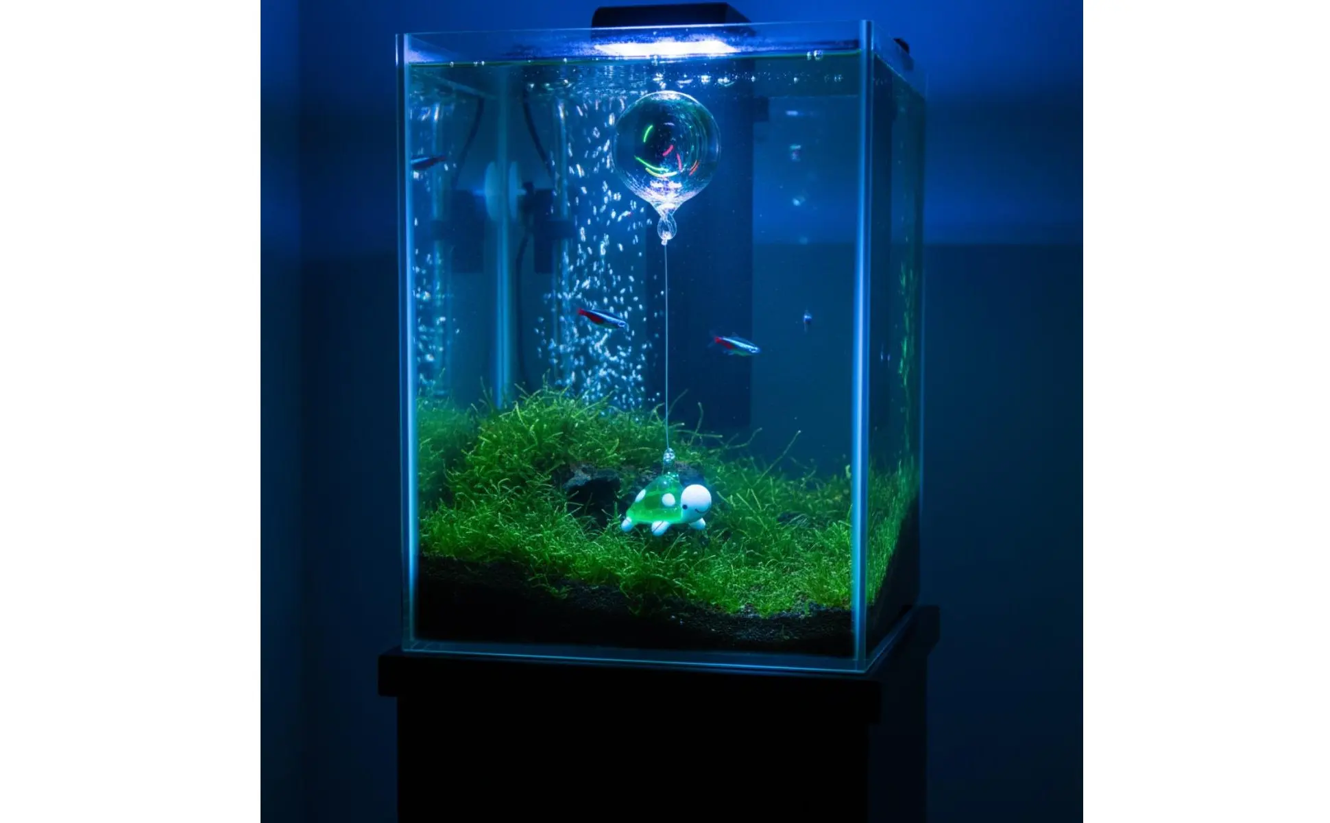 Detalle de la tortuga de vidrio flotante en el acuario