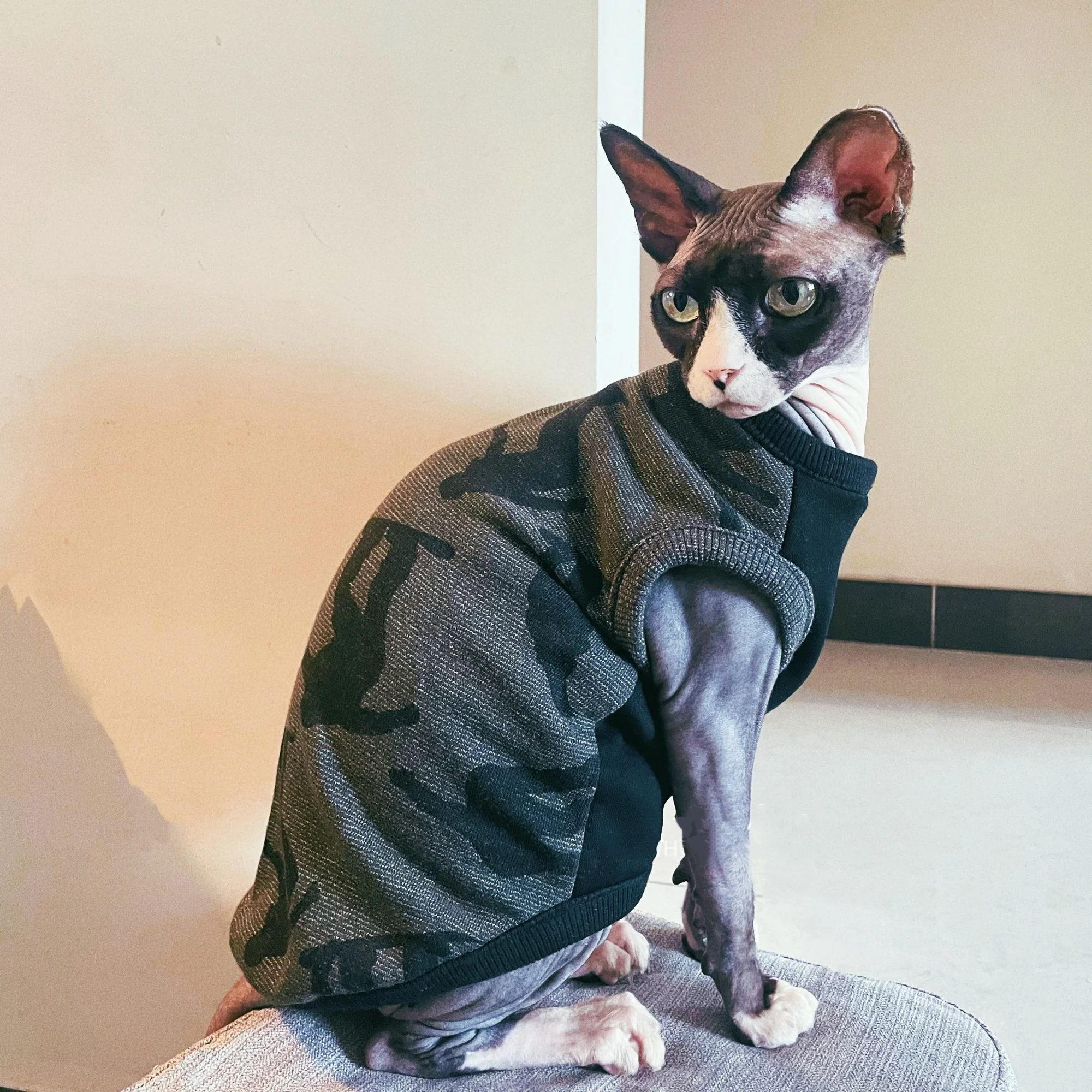 Detalle del abrigo verde para Devon Rex