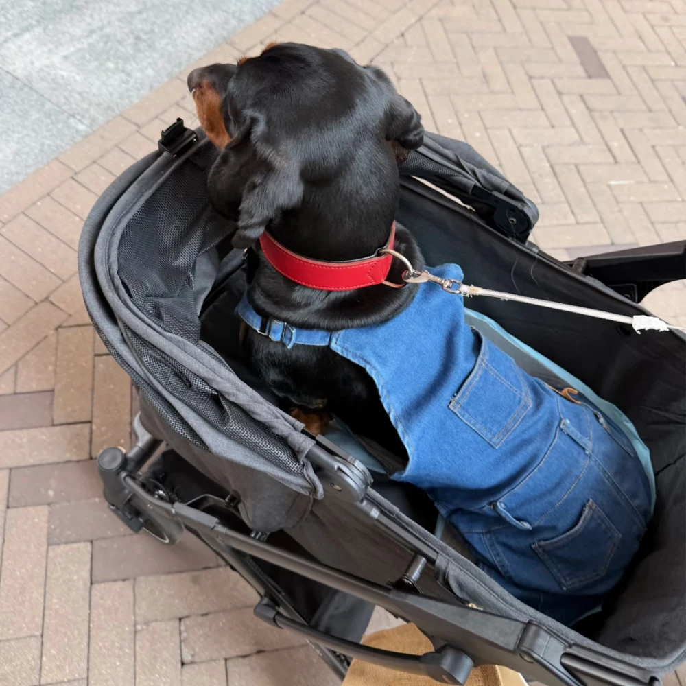 Pantalón vaquero fino de tirantes ajustable para perros salchicha - imagen 2