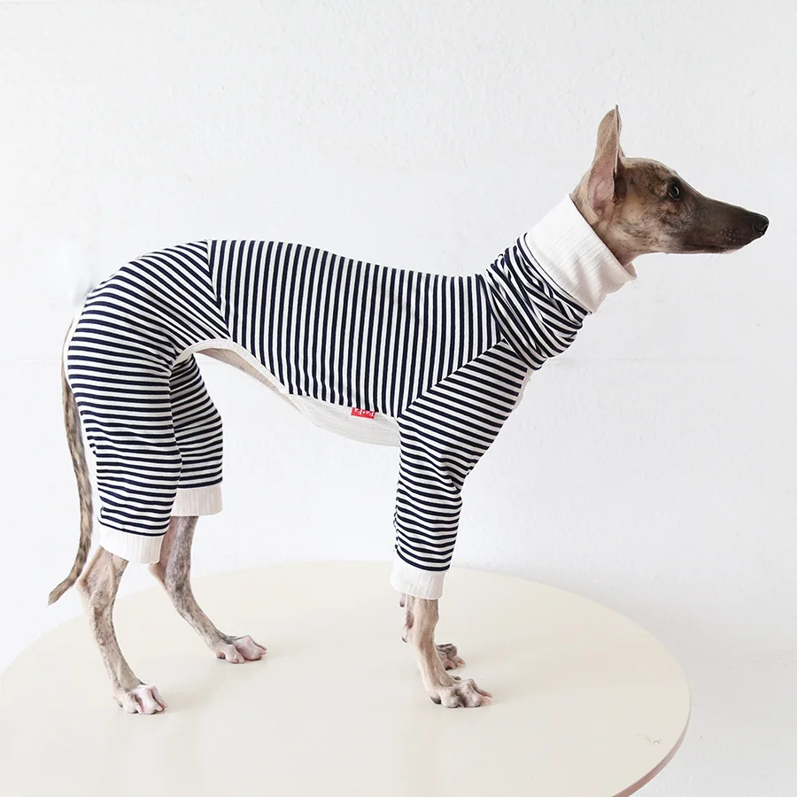 Galgo italiano con pijama de rayas en interior