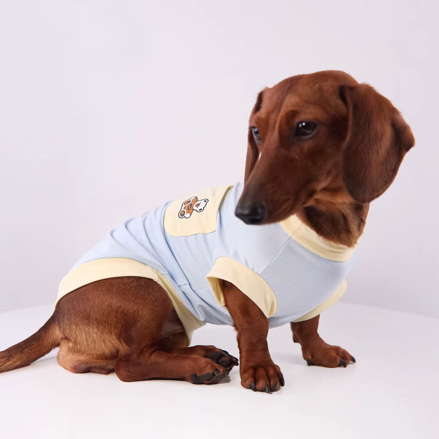 Perro Dachshund usando camiseta de verano