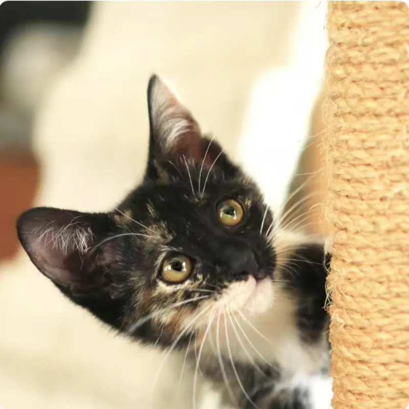 Rascador de sisal natural con cuerda para gatos – protege muebles - imagen 4