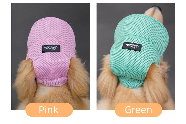 Perro con gorra en exterior