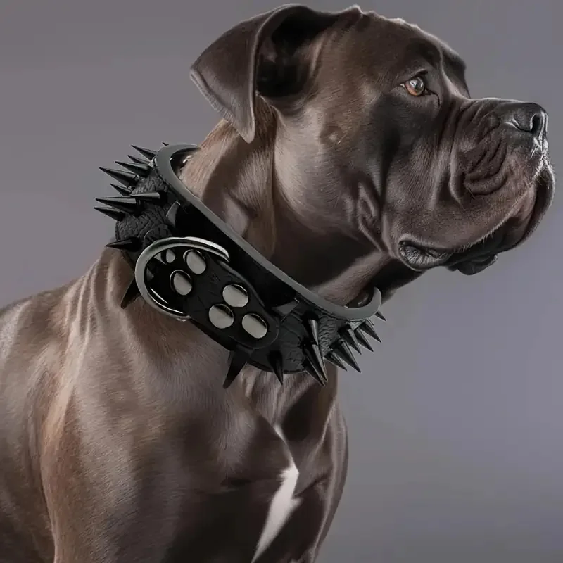 Collar visto desde ángulo superior
