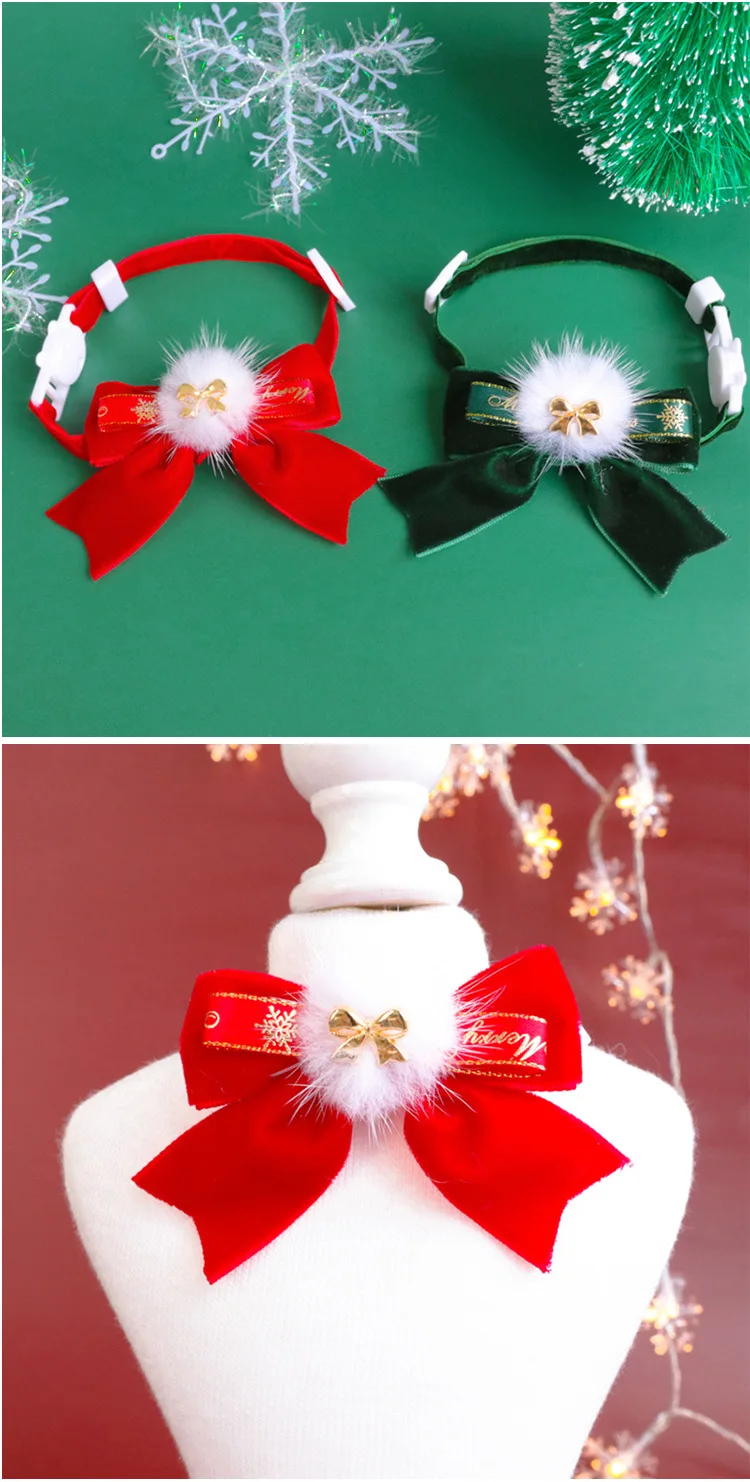 Mascota con collar puesto