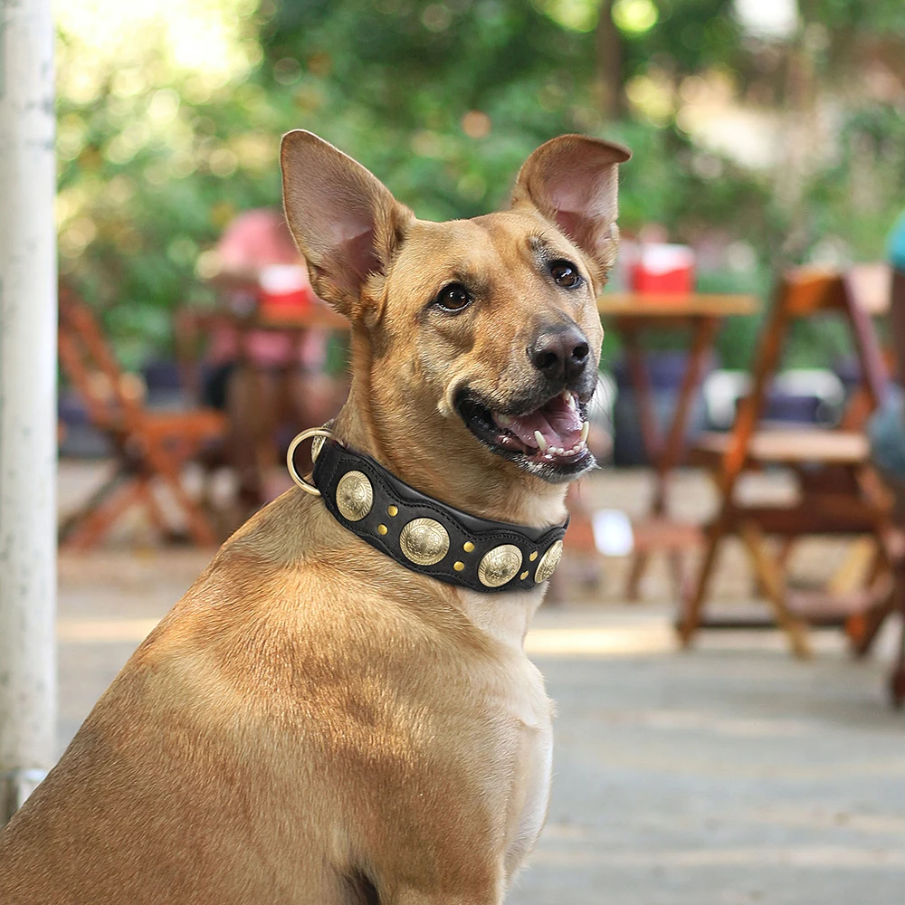 Collar de cuero genuino para perro: tachuelas, Bulldog y Rottweiler - imagen 4