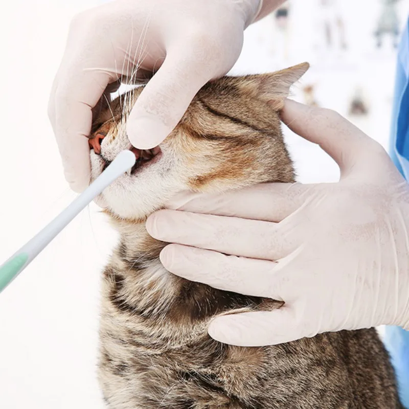 Detalle de cerdas suaves del cepillo de dientes para perros