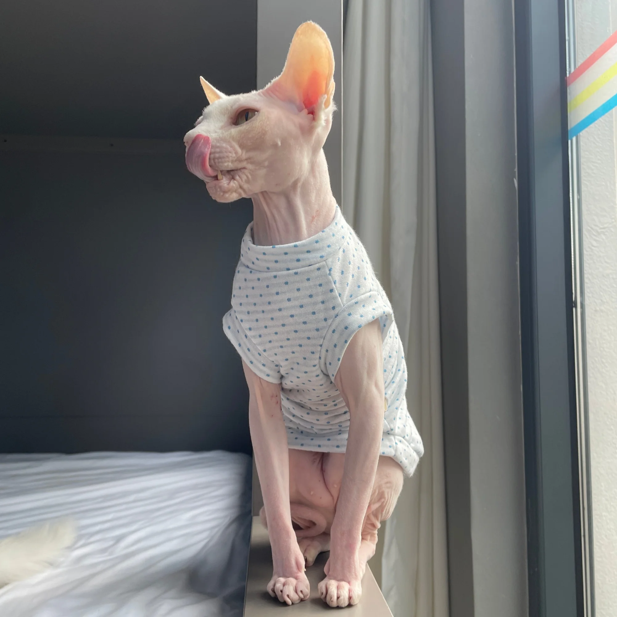 Chaleco verano transpirable con lunares para gatos Sphynx y Devon Rex