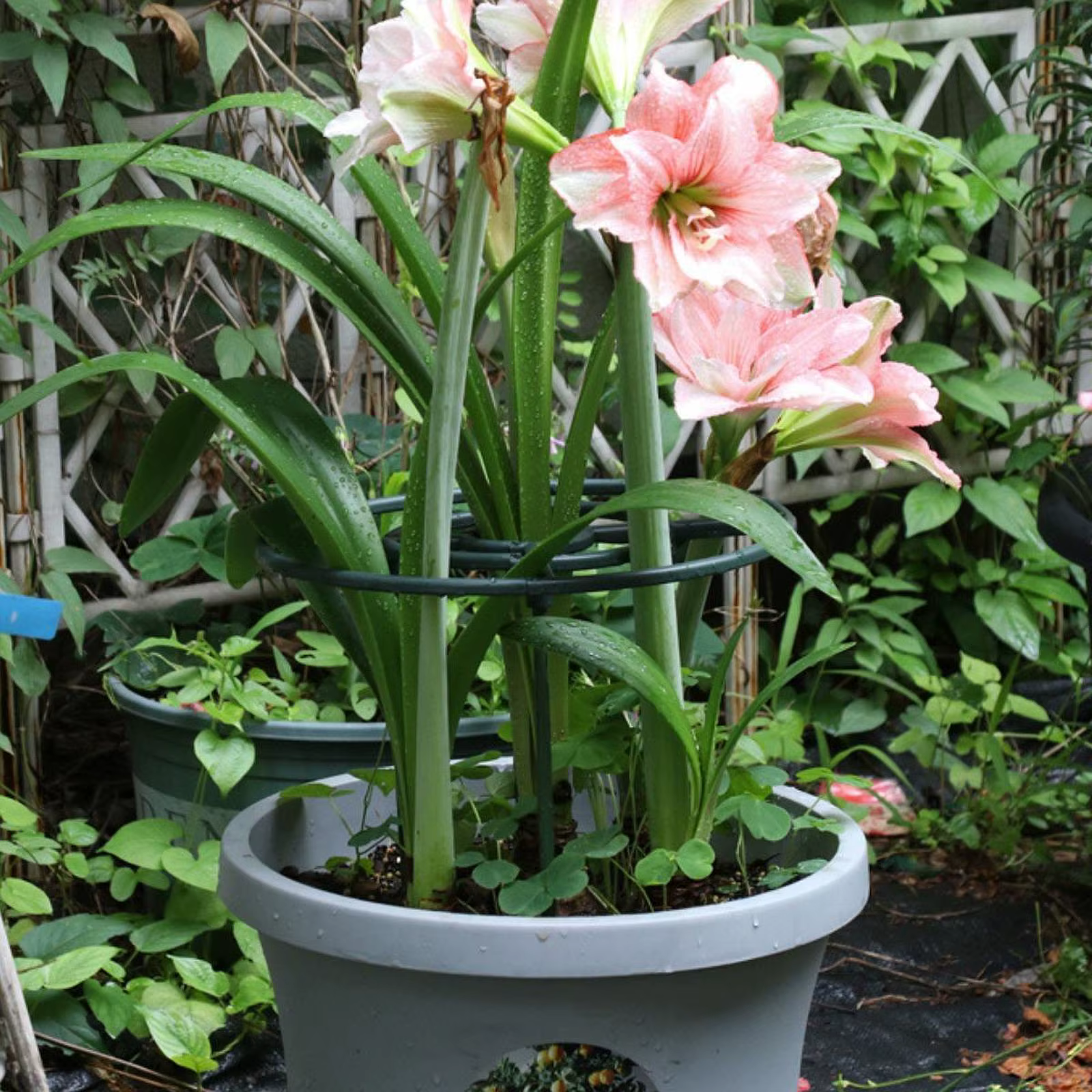 Trepador para gatos con soporte tipo torre de jardín para plantas - imagen 5