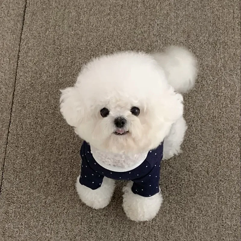 Camiseta con Cuello Redondo para Perros Pequeños – Otoño/Invierno - imagen 4