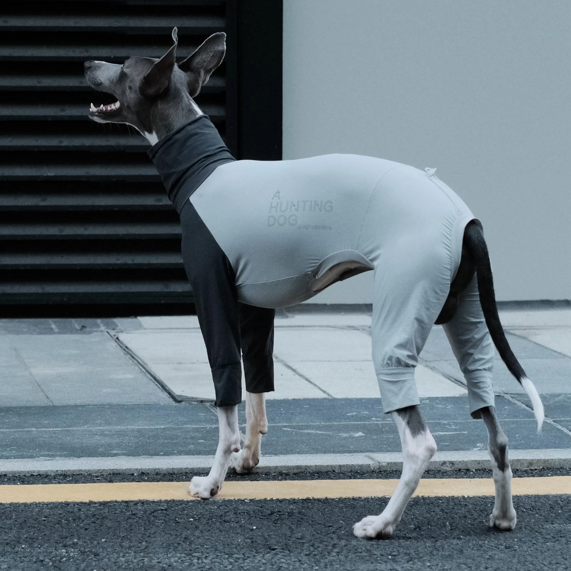 Ejemplo de perro usando la camiseta en campo abierto