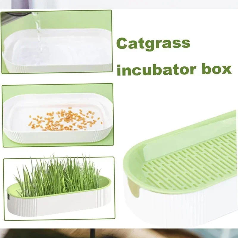 Hierba lista para el gato