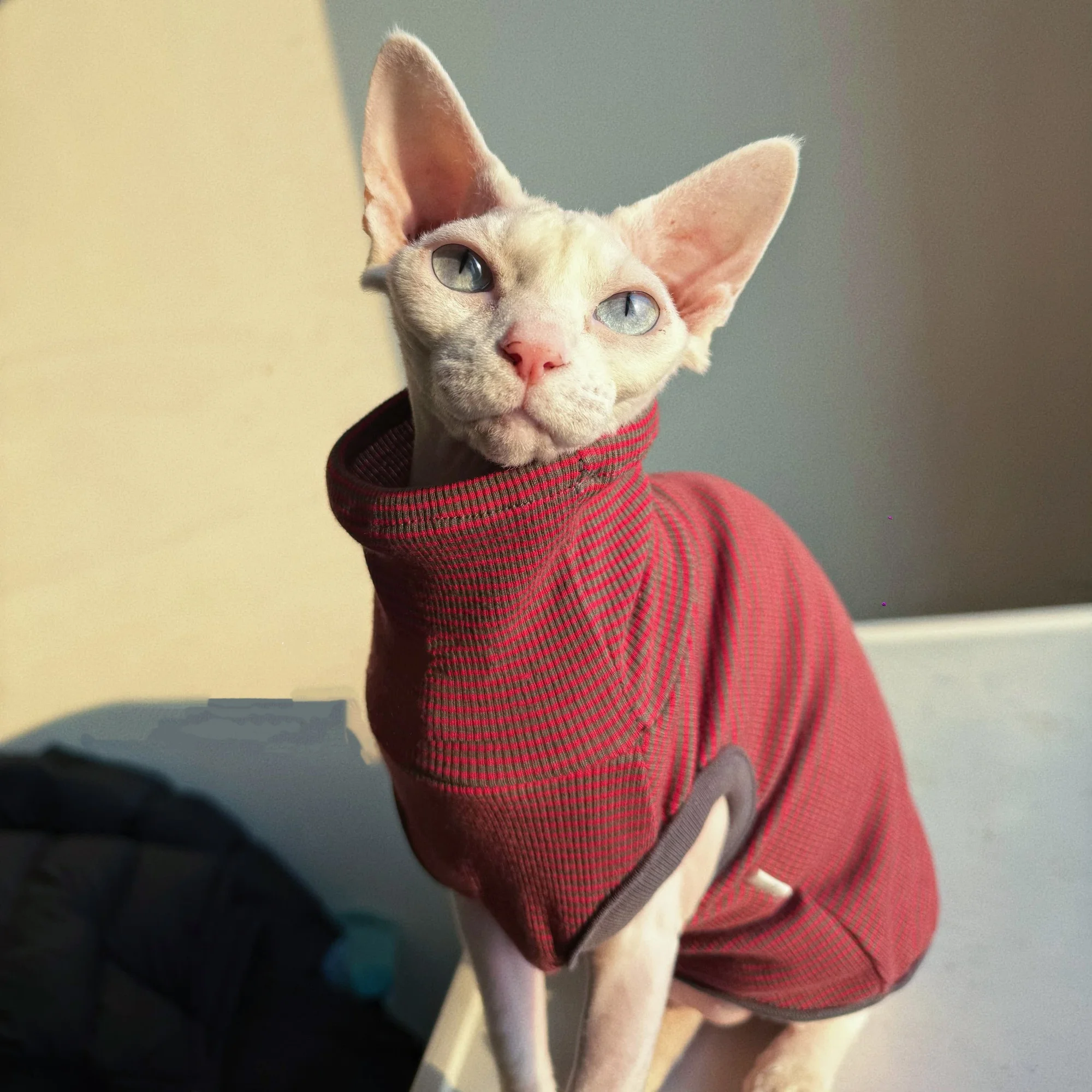 Vista trasera de la camiseta para mascotas