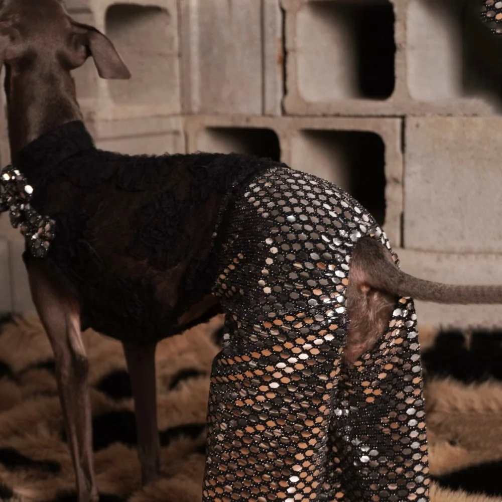 Mono de fiesta para Galgo Italiano y Whippet – Encaje y lentejuelas transpirable