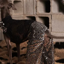 Mono de fiesta para Galgo Italiano y Whippet – Encaje y lentejuelas transpirable