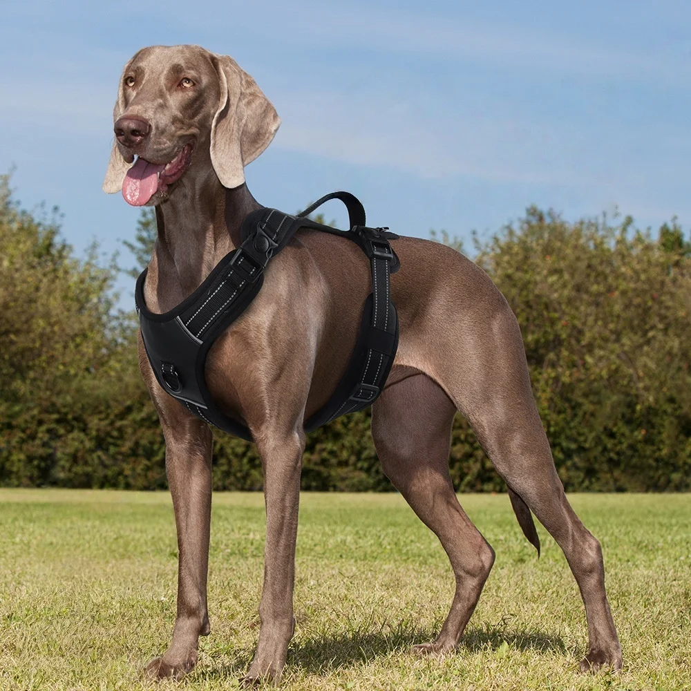 Perro usando el arnés en un paseo urbano mostrando la correa conectada al anillo frontal