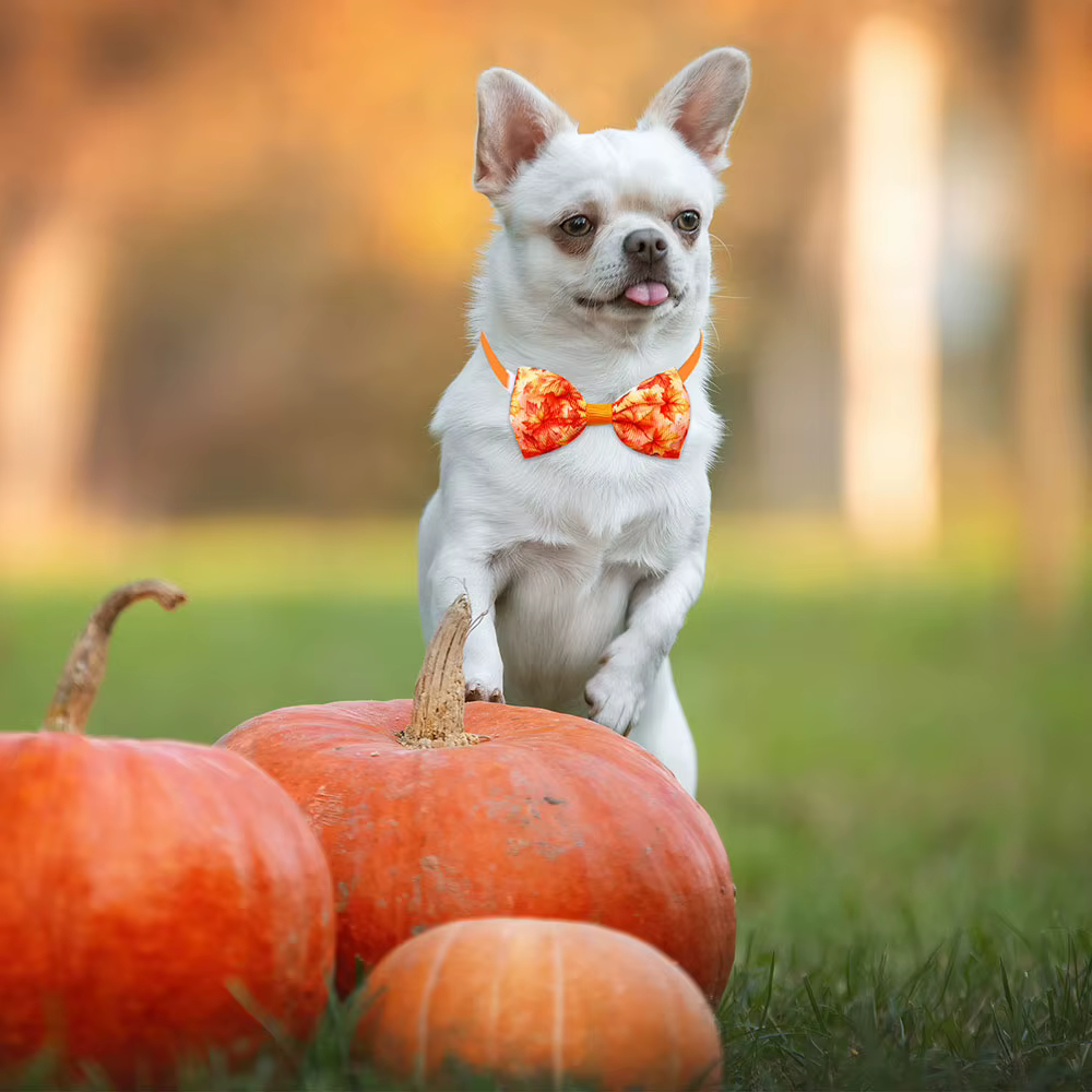 Cachorro con lazo de otoño en entorno exterior