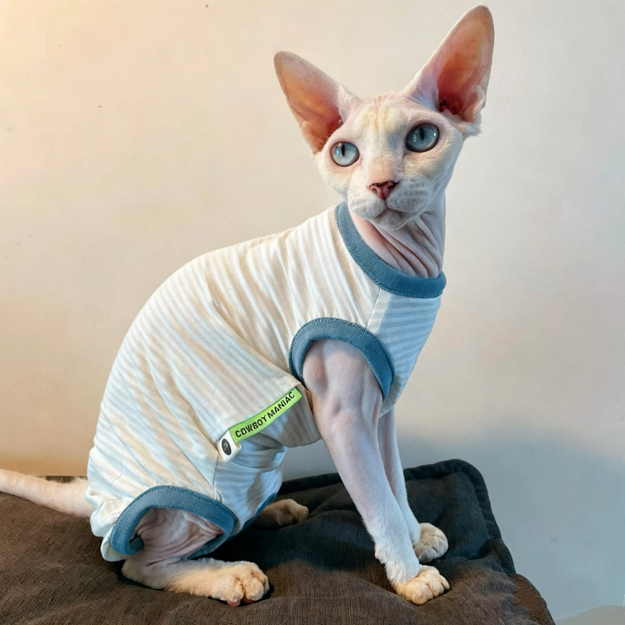 Chaleco solar para gatos Sphynx y Devon Rex - imagen 3
