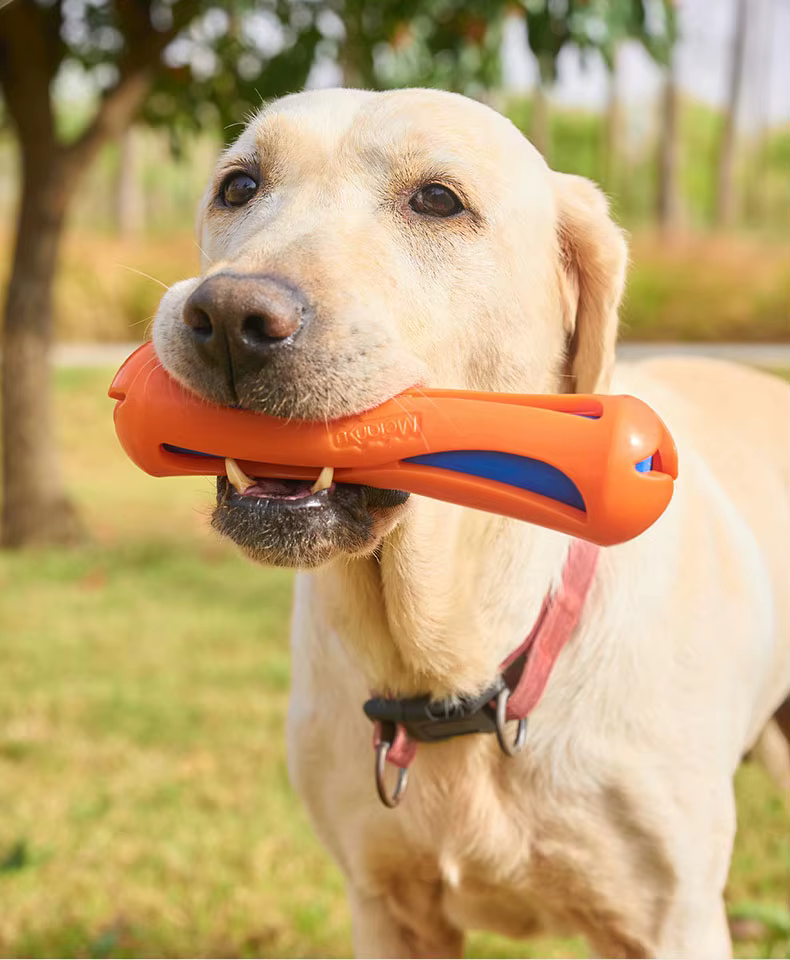 Perro jugando con bastón flotante acuático