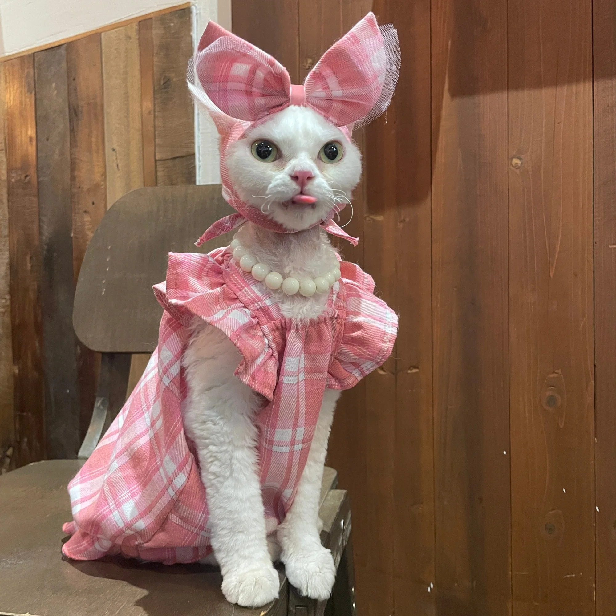 Traje Princesa a Cuadros Rosa para Gatos Devon Rex, Sphynx y Perros Pequeños con Diadema - imagen 4