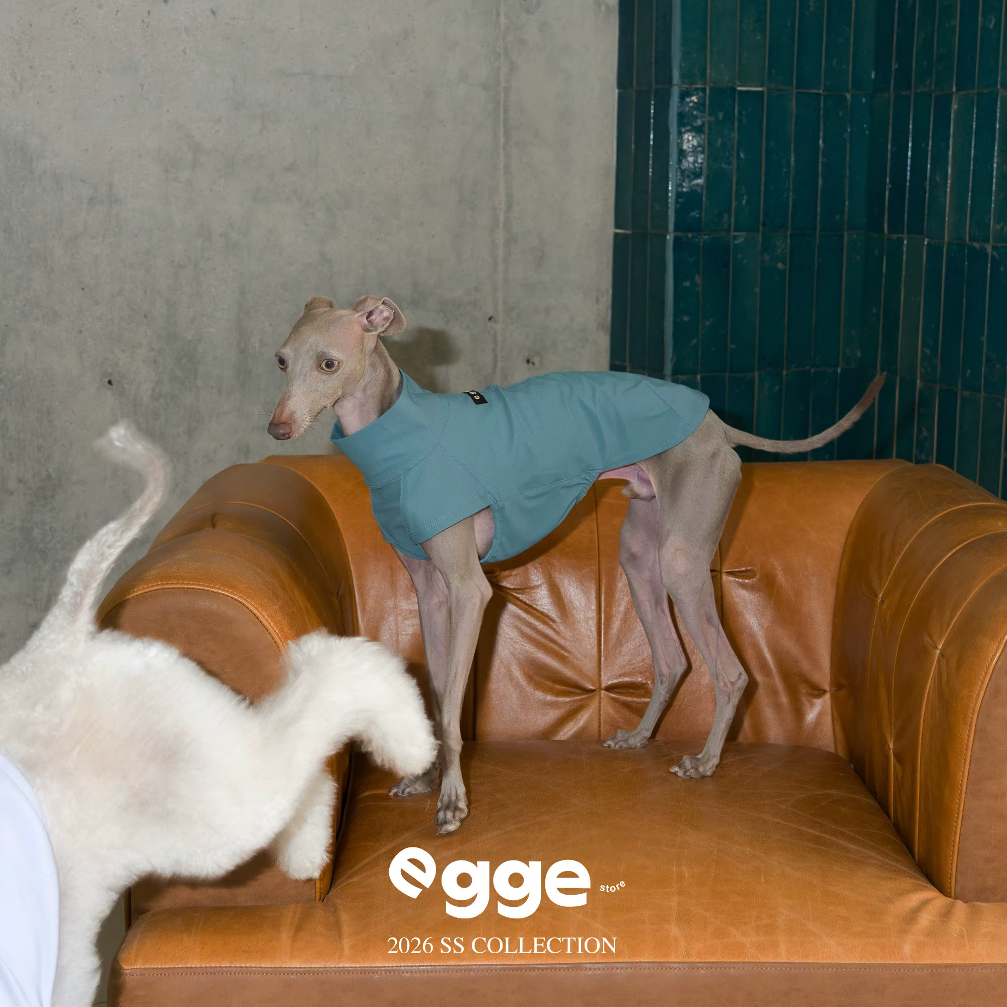 Chaleco refrigerante para galgos italianos y Whippets - imagen 2