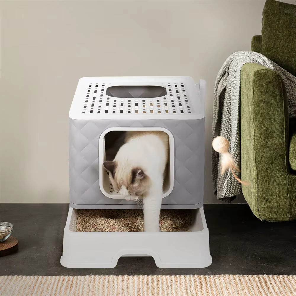 Gato usando la entrada frontal con perro cerca sin poder acceder