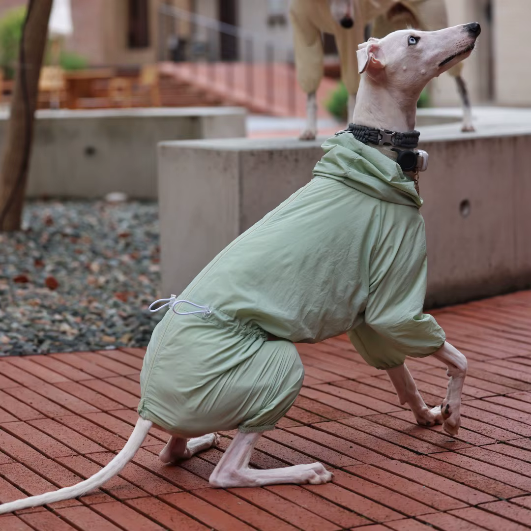 Camiseta solar UPF50 para Galgo Italiano y Whippet – Ligera y transpirable - imagen 2