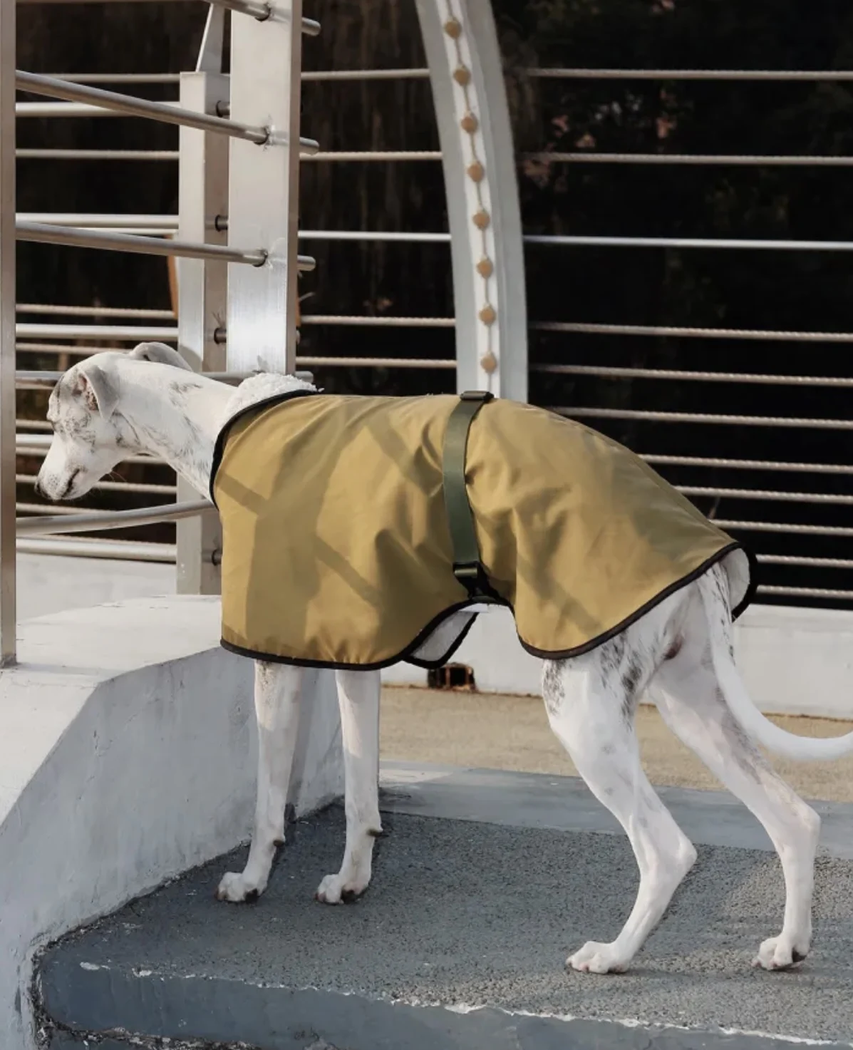 Perro usando la chaqueta en día lluvioso, sonrisa contenta