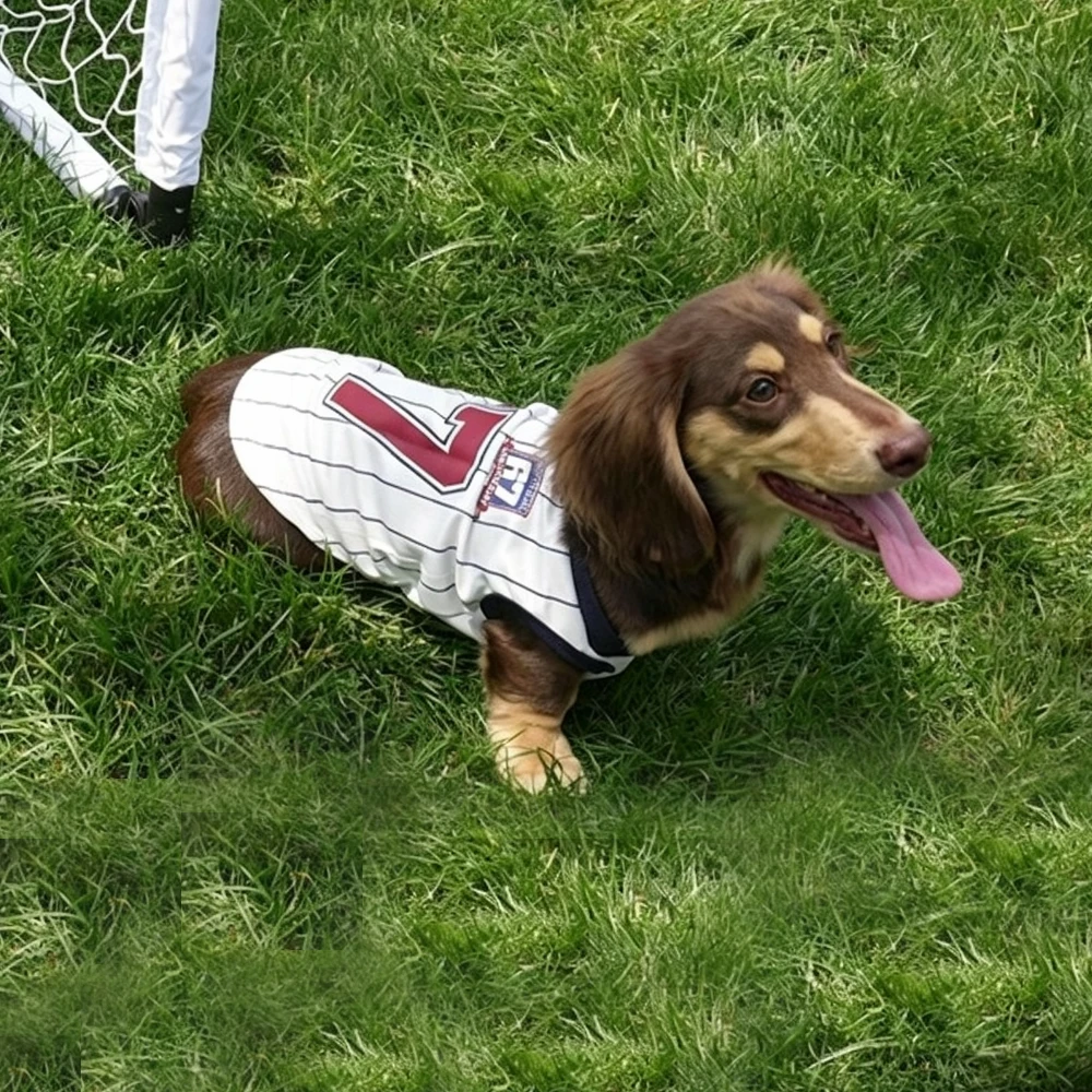 Camiseta deportiva transpirable de malla para Dachshund salchicha