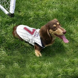 Camiseta deportiva transpirable de malla para Dachshund salchicha