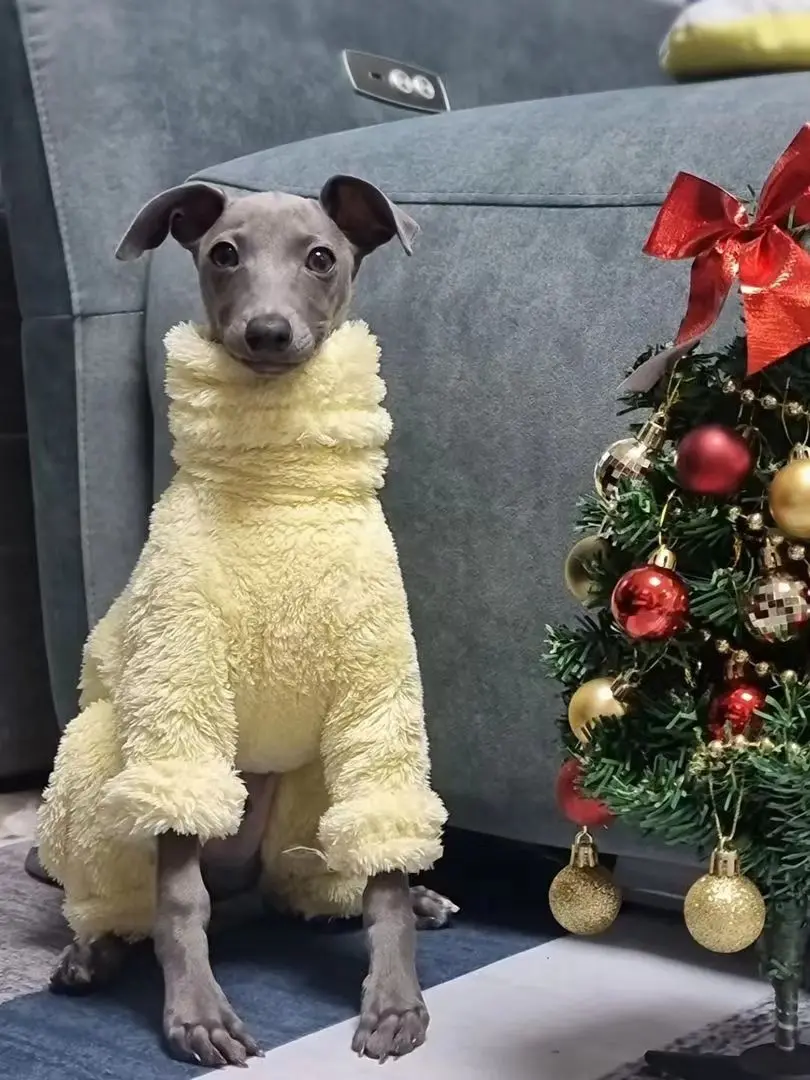 Galgo italiano con mono amarillo