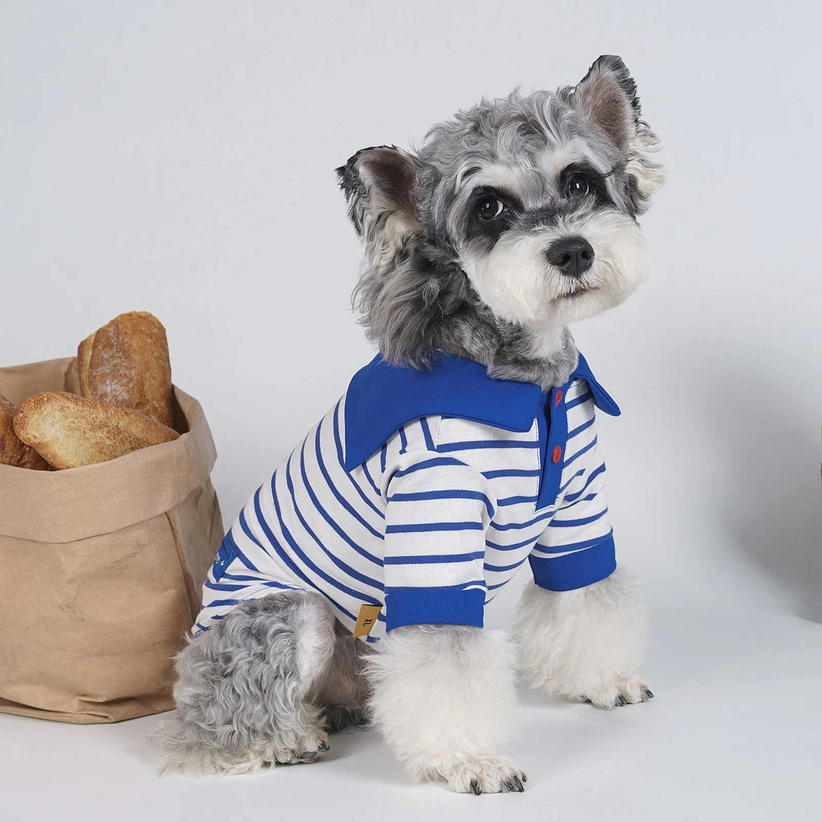 Mascota comfortable con la ropa puesta