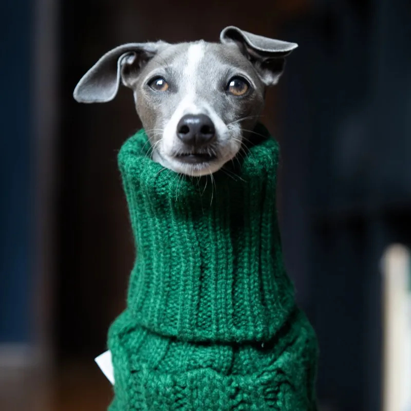 Perro usando el suéter verde
