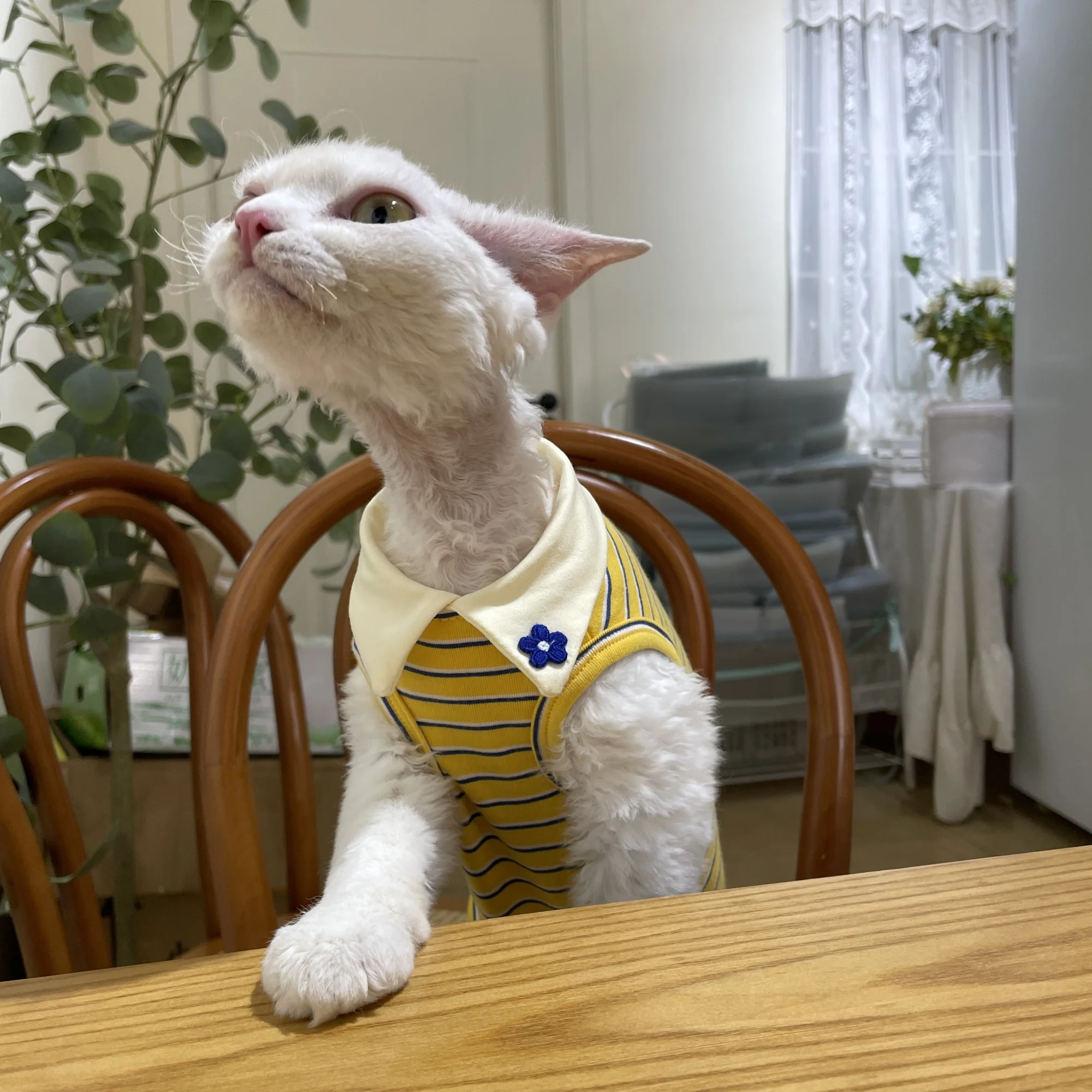 Gato esfinge con el polo amarillo