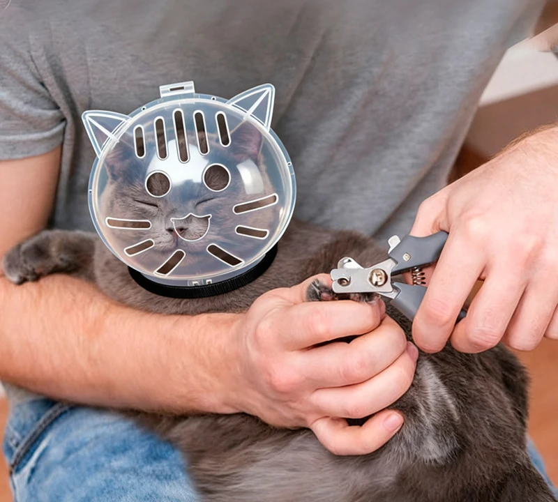 Gato con el protector puesto mostrando el ajuste
