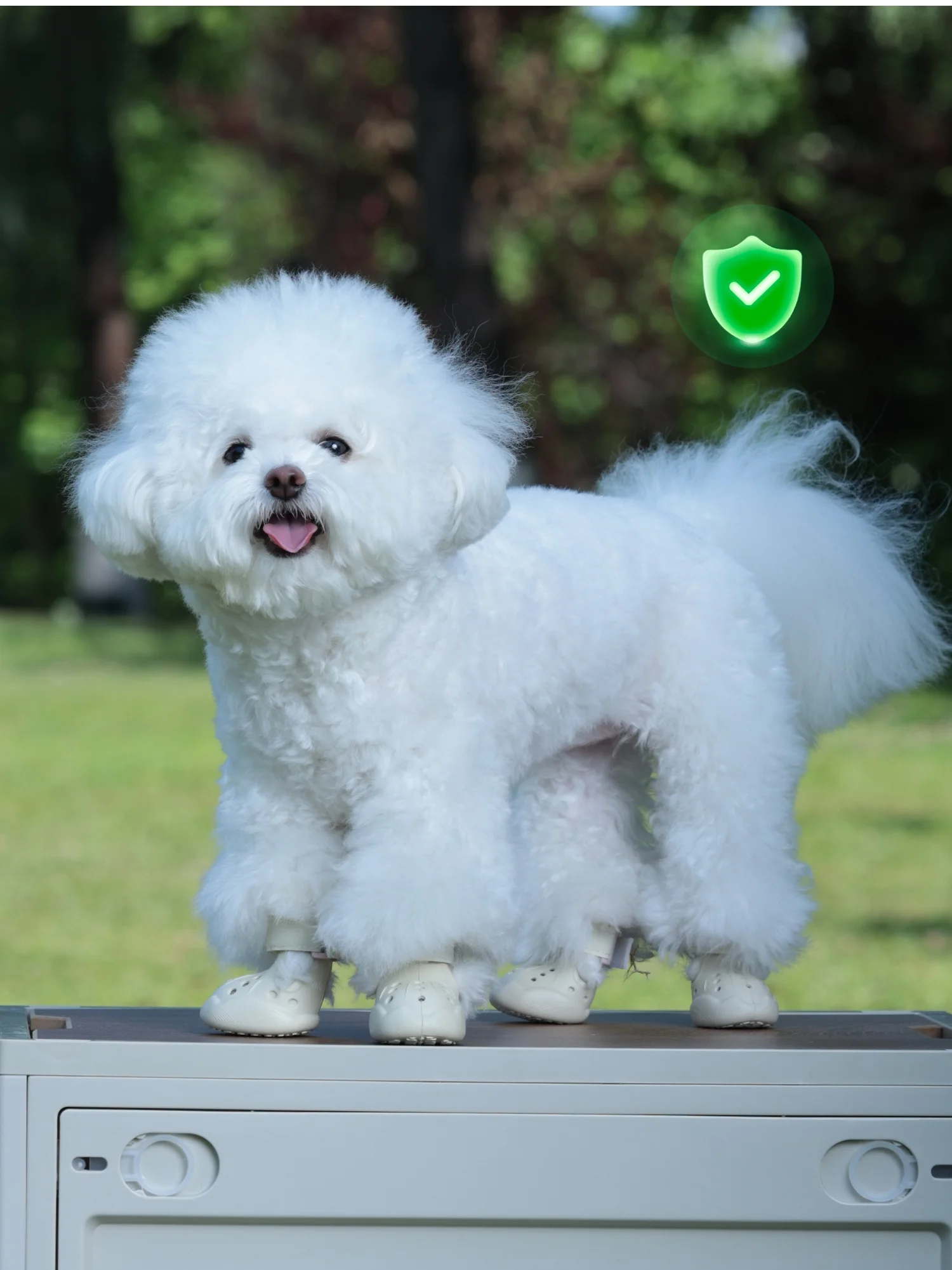 Gato caminando con zapatos en piso seco