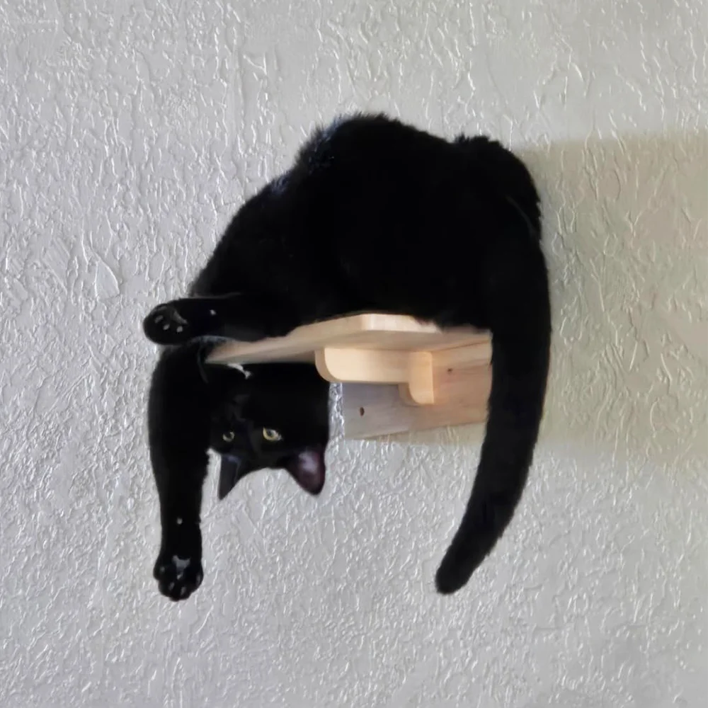 Gato descansando sobre el estante de fieltro