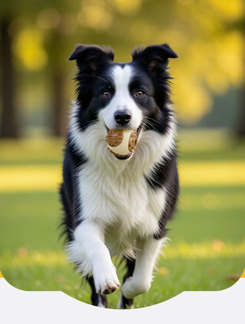 Perro jugando con pelota interactiva