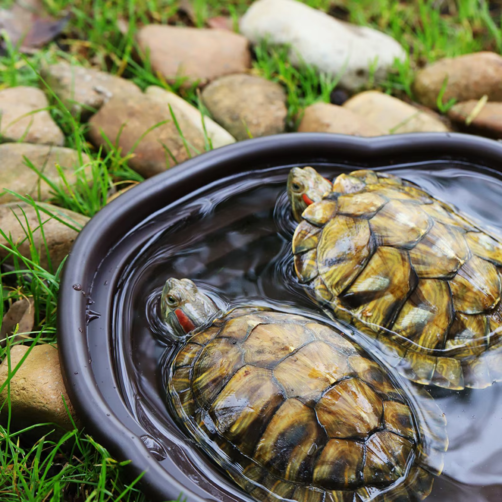 Plato de agua para tortugas con rampa