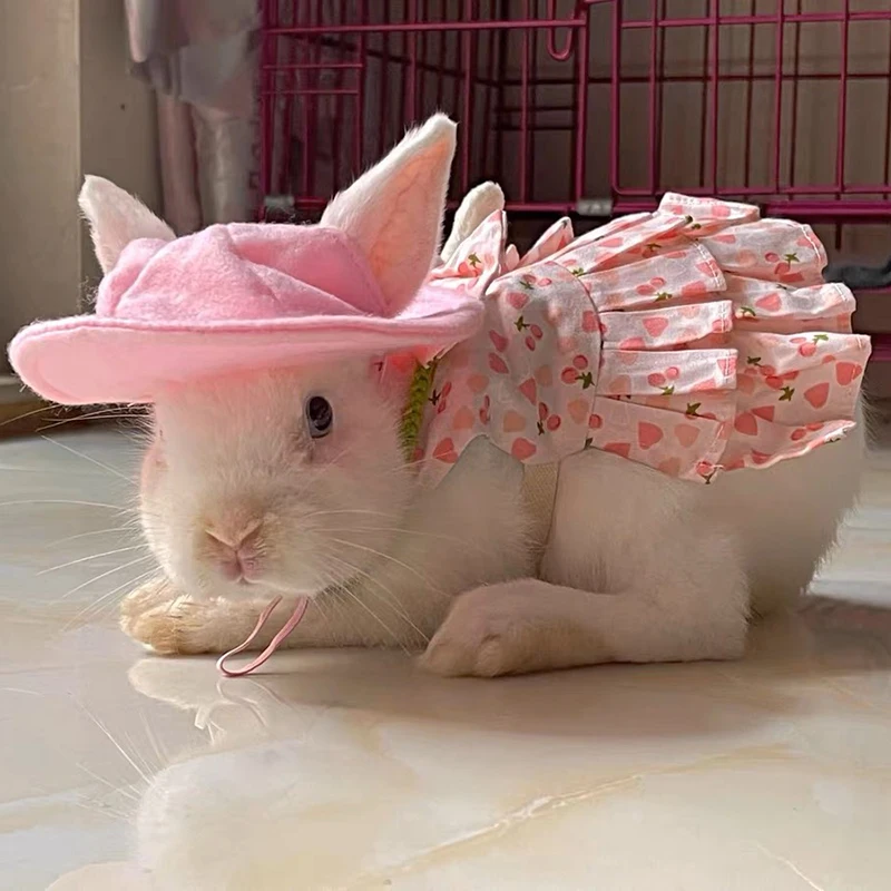 Mascota con vestido en sesión de fotos