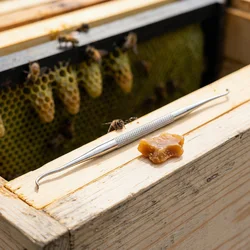 Herramienta de injerto de larvas de abejas acero inoxidable curva