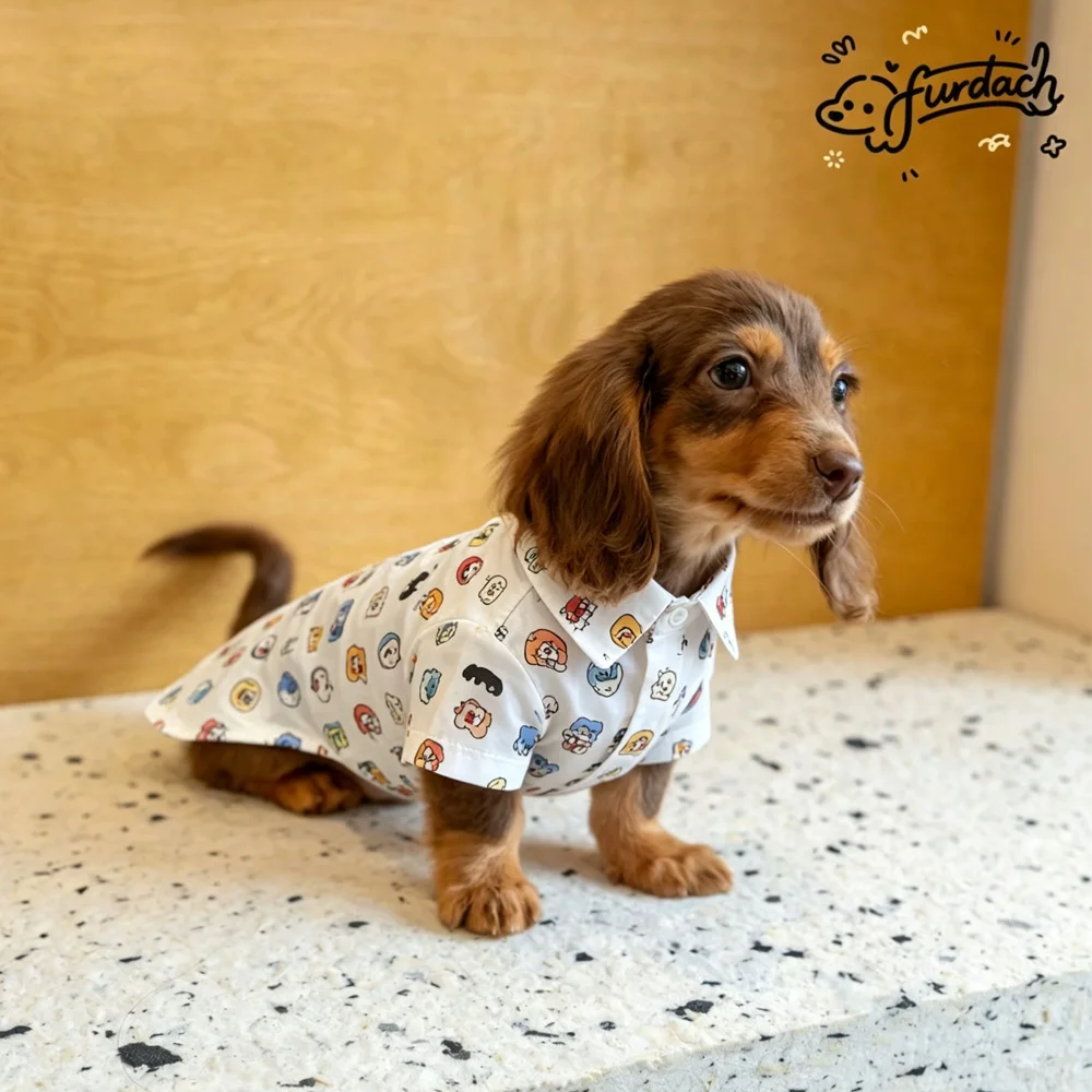 Camiseta algodón con botones para perro Dachshund con mangas, primavera - imagen 2
