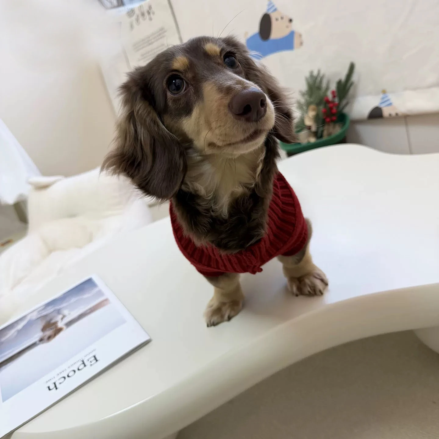 Jersey cálido para perro salchicha: abrigo de invierno muy suave