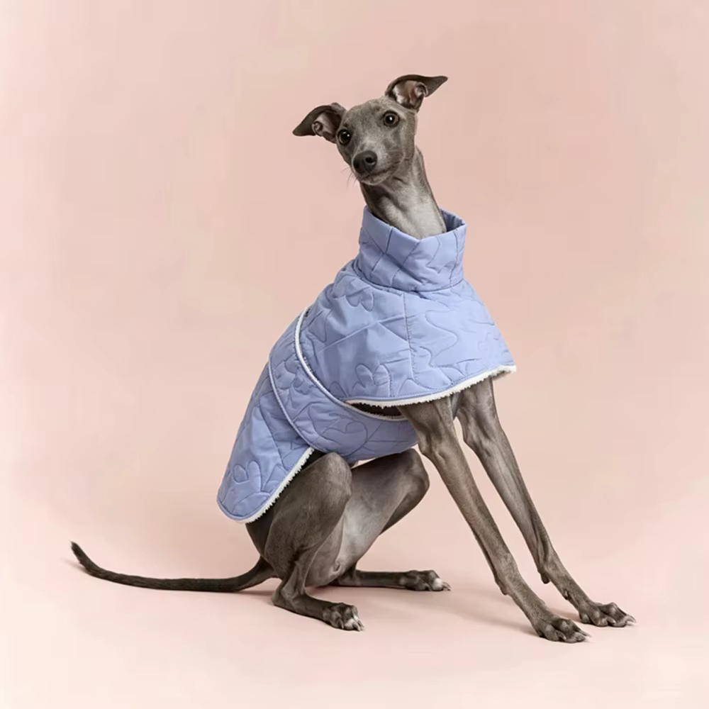 Abrigo azul invierno para galgo italiano y whippet - Cortavientos ajustable