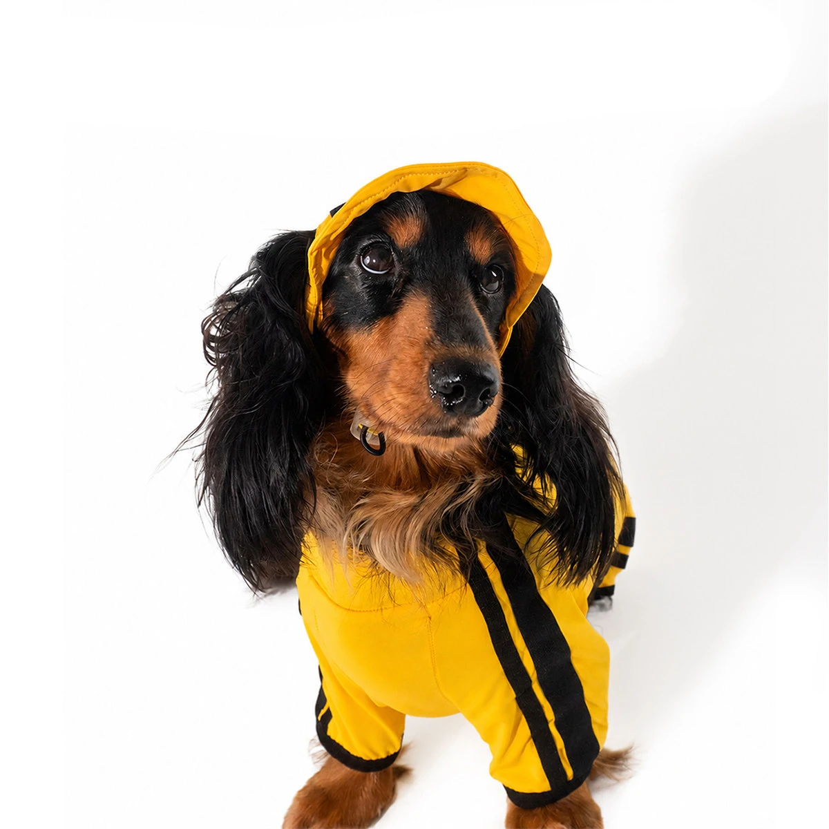 Traje anti-insectos de verano transpirable para perros Dachshund - imagen 5