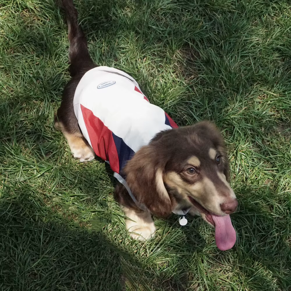 Camiseta refrigerante UPF100+ con cremallera para perro Teckel - imagen 3